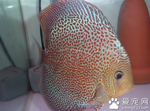 七彩神仙鱼价格 选购七彩神仙鱼的方式