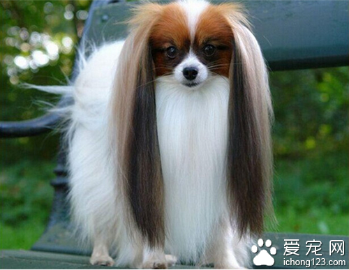 蝴蝶犬多少钱一只 选购蝴蝶犬的注意事项