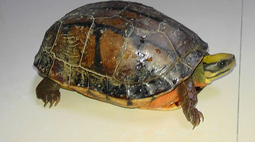 野生金钱龟价格  教大家选购野生金钱龟