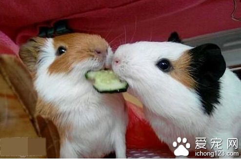 就不能好好的吃么  抢什么抢