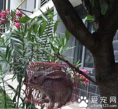 这是把兔子当鸟养么  兔子心想好挤啊