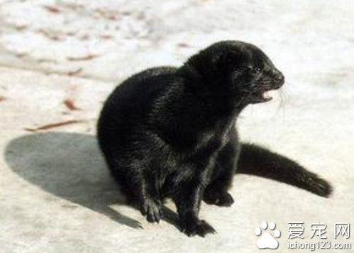 麝香鼠价格 选购麝香鼠的几个注意事项