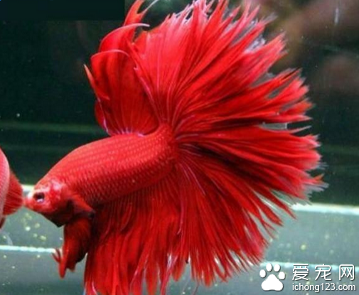 孔雀鱼价格 一些孔雀鱼价格价格不会很高