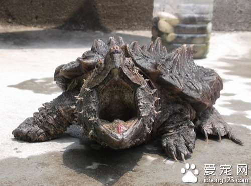 鳄龟价格 在选购鳄龟时的一些注意事项