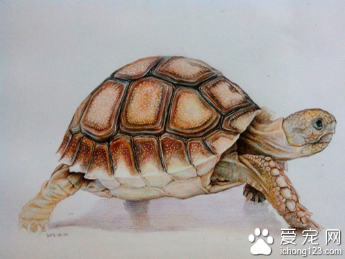 如何养乌龟  养乌龟的时候要注意这几点