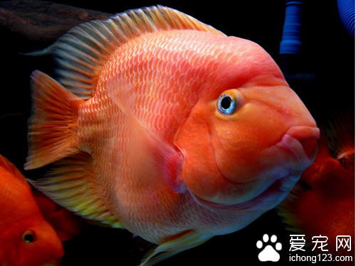 红鹦鹉鱼价格 红鹦鹉鱼价格并不是很高