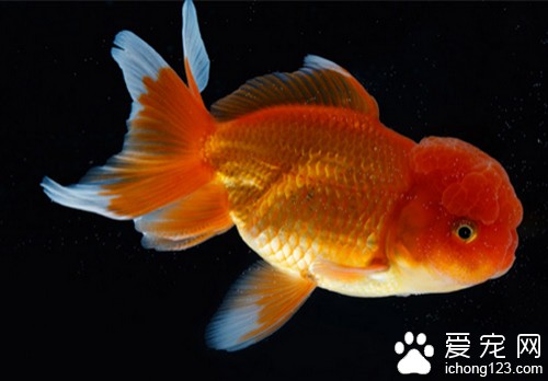 金鱼的饲养方法 金鱼饲养起来一点都不难