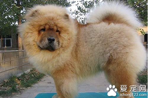 松狮吃什么 比较喜欢吃一些肉类和饼干