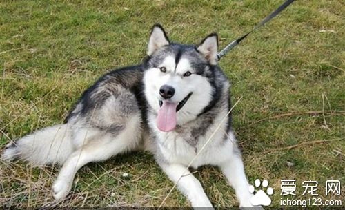 哈士奇性格 哈士奇的宠物狗中是满温顺的