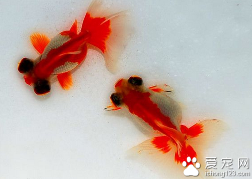 怎样养金鱼 养金鱼的时候要注意其水质