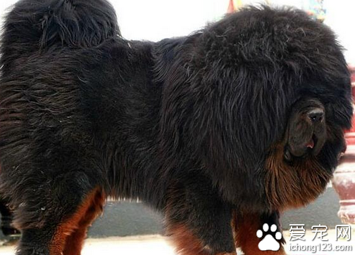 藏獒的价格 选购藏獒的几个注意事项