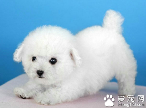 迷你贵宾犬价格 教你正确选购迷你贵宾犬