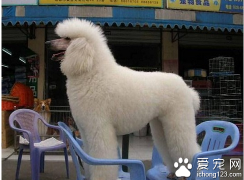 贵宾犬训练 训练是切记不能对狗狗打骂