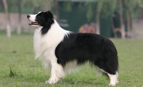 边境牧羊犬的价格 纯种边境牧羊犬较贵
