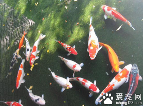 观赏鱼繁殖  观赏鱼繁殖的关键要素