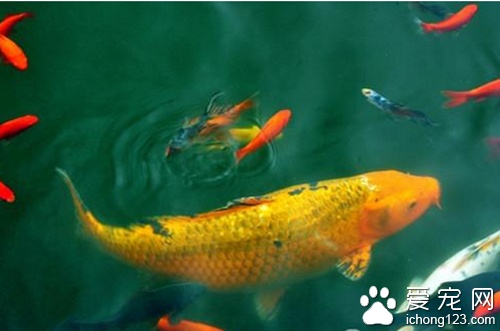 观赏鱼白点病症状 白点病症状有以下几点