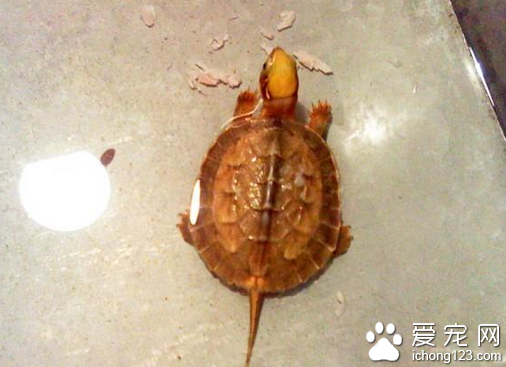 金钱龟苗价格 选购金钱龟苗的注意事项