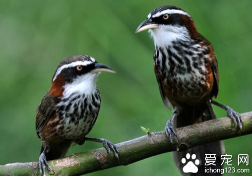 画眉鸟饲养大全 饲养画眉鸟饲养注意事项