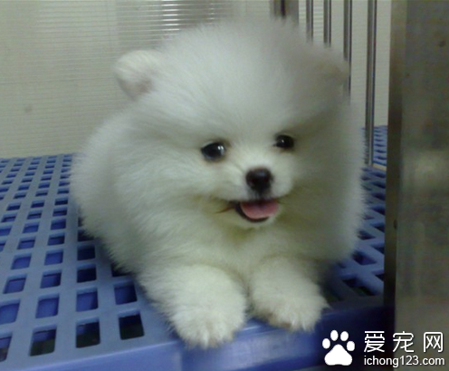 白博美犬价格 地区不同它的价格差蛮大的