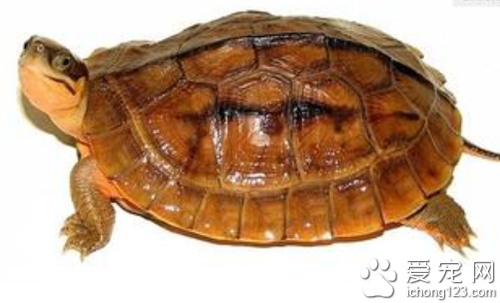 三线闭壳龟价格 教你正确选购三线闭壳龟