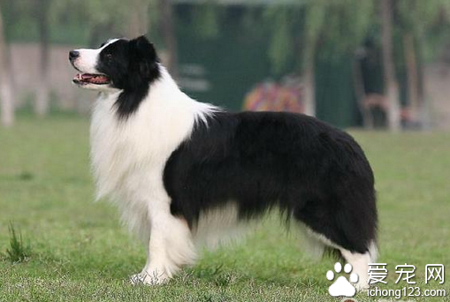 如何训练边境牧羊犬 边境牧羊犬很聪明