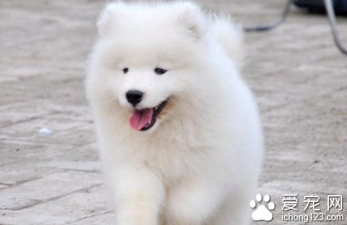 怎么养狗 饮食卫生都是养狗的注意事项