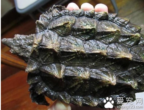 鳄鱼龟价格 鳄鱼龟的价格普遍都不会很高