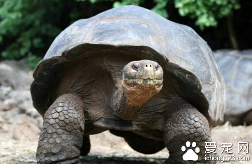 象龟价格  选购象龟时的几个注意事项