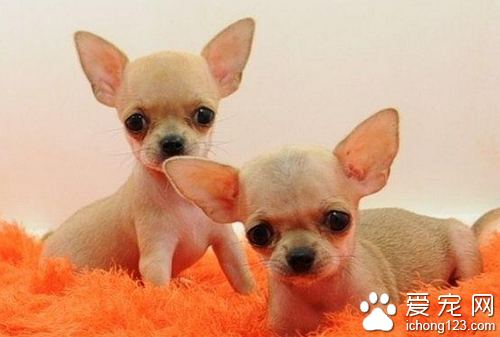 吉娃娃价格 吉娃娃的价格并不会太高