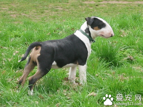 牛头梗价格  血统越好牛头梗价格越高