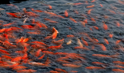 养什么宠物好 养金鱼是一个不错的选择