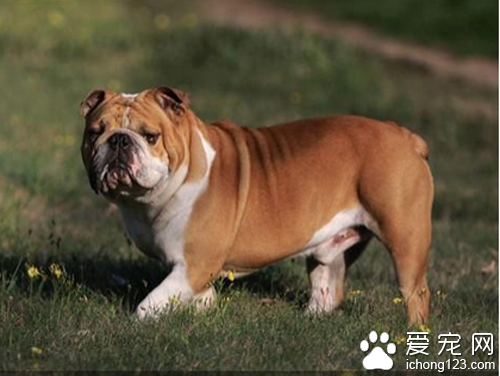 英国斗牛犬价格 赛级的英国斗牛犬比较贵