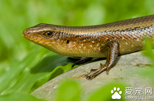 蜥蜴有毒吗 有但是对人不会有生命危险