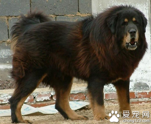 高加索犬价格 教大家正确选购高加索犬