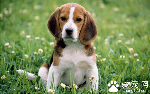 犬瘟热症状 抽搐呕吐咳嗽都是它的症状