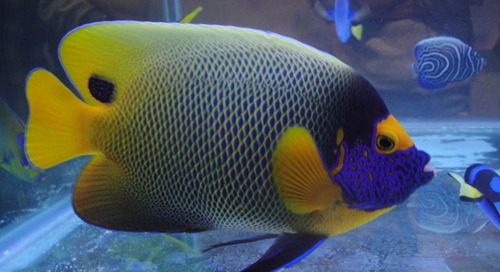 观赏鱼的种类 观赏鱼种类一共有二十几种