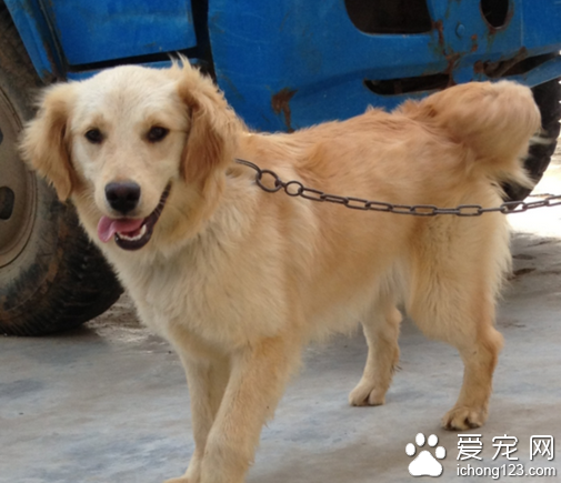 导盲犬品种 导盲犬都是要经过严格训练的