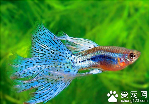 热带鱼的种类 热带鱼的种类有几百种