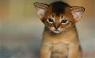 阿比西尼亚猫饲养  阿比西尼亚猫饲养不难