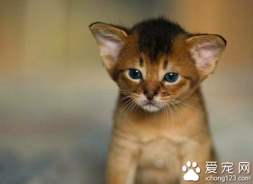阿比西尼亚猫饲养  阿比西尼亚猫饲养不难