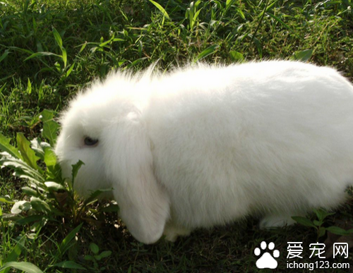 兔子品种  宠物兔子的品种有三十多种