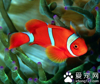 鱼鳍上有白点 加强饲养管理很重要