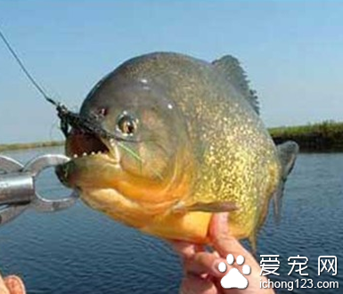 食人鱼可以吃吗 属於可食性的鱼类