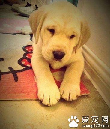 拉拉是什么狗 这别名特指拉布拉多犬