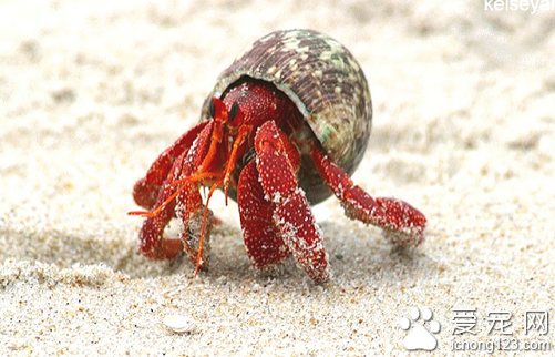 寄居蟹怎么养  饲养寄居蟹十分的简单