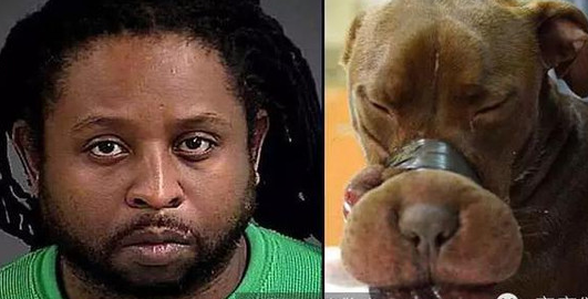 虐待动物太残忍了 用胶带粘住狗狗嘴的虐待狂终被抓住