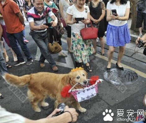 金毛犬衔着写有“哥哥姐姐 加油哦”花篮引来众人围观