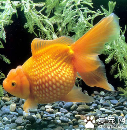 家里养鱼多久换一次水 不能频繁换水