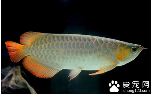 家里养什么鱼好 银龙鱼是大家不错的选择