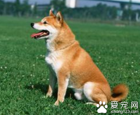 不掉毛的小型犬 经常给狗狗梳理毛发